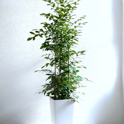 光触媒 人工観葉植物 ウォールグリーン フェイクグリーン レモンの木