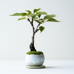 三河盆栽　ガマズミ　盆栽 盆栽 ガマズミ/盆栽、多肉植物、塊根植物、観葉植物通販/KIDORI -キドリ-