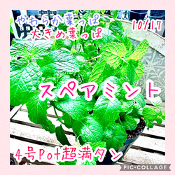 八重咲きローマン 苗 ダブルフラワーカモミール 4号サイズ カモミール