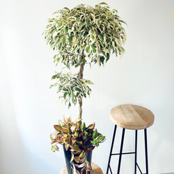 Premium Plants】エバーフレッシュ ネムノキ 観葉植物 大型 c その他