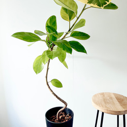 希少＊パキラ・ミルキーウェイ【現品発送】 calm cafe 希少＊パキラ