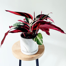 人気》希少 パキラ ミルキーウェイ 実生 観葉植物 calm cafe