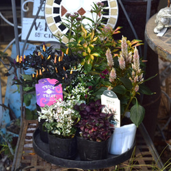 * * *アンティークガーリーな寄せ植え 多肉植物 寄せ植え アンティーク調H 多肉植物寄植え グレー