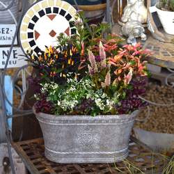 * * *アンティークガーリーな寄せ植え 2e39a6c35af526b5c86faa291e4cfb