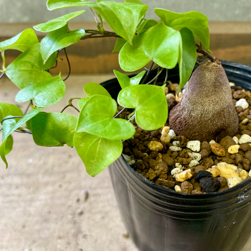 塊根植物 亀甲竜（ディオスコレア・エレファンティペス） 多肉植物