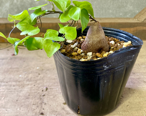 塊根植物 亀甲竜（ディオスコレア・エレファンティペス） 多肉植物
