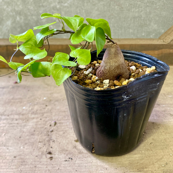 塊根植物 亀甲竜（ディオスコレア・エレファンティペス） 多肉植物