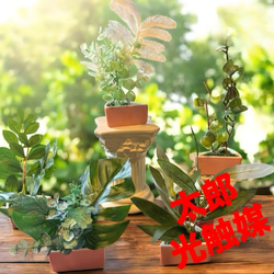 光触媒 人工観葉植物 ウォールグリーン フェイクグリーン