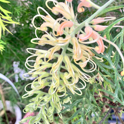 フレッシュユーカリ ポポラス スワッグorフレッシュユーカリ