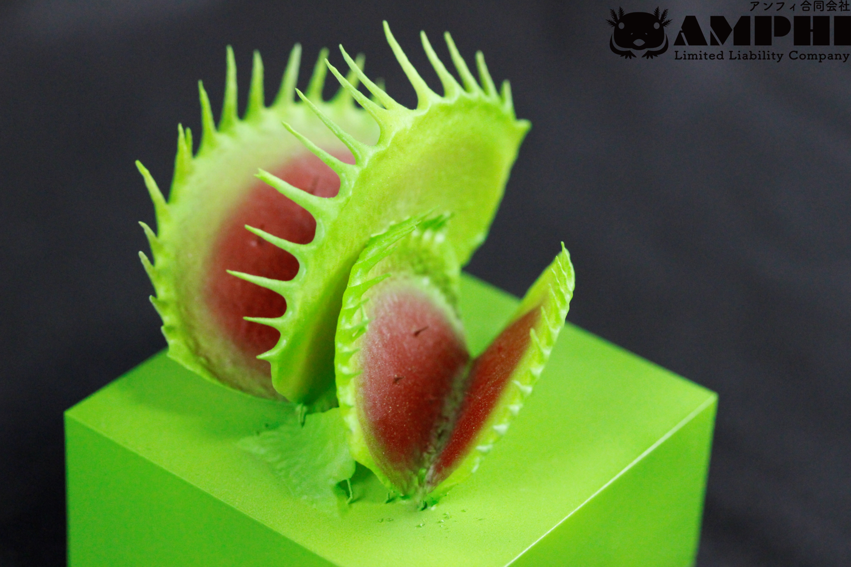ハエトリグサ（Dionaea muscipula）拡大レプリカ