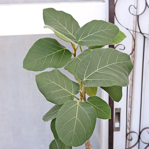 現品販売 観葉植物 フィカス エベレスト 8号 高さ120cm おしゃれ