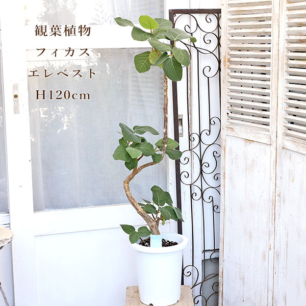 現品販売 観葉植物 フィカス エベレスト 8号 高さ120cm おしゃれ インテリアグリーン 室内 ナチュラル リビング 10,710円