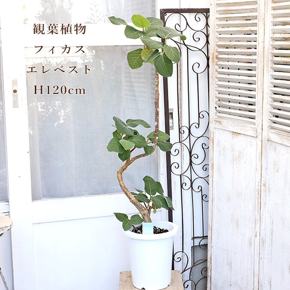 フィカス エベレスト 120cm 曲がり 現品販売 観葉植物 フィカス エベレスト 8号 高さ120cm おしゃれ