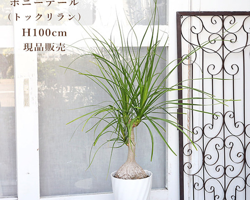 現品販売 観葉植物 ポニーテール トックリラン ノリナ 6号 高さ100cm