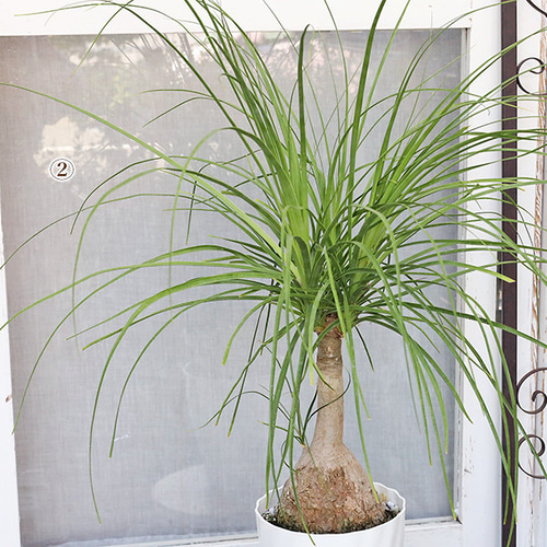 現品販売 観葉植物 ポニーテール トックリラン ノリナ 6号 高さ100cm