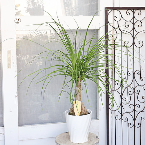 現品販売 観葉植物 ポニーテール トックリラン ノリナ 6号 高さ100cm