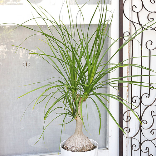 現品販売 観葉植物 ポニーテール トックリラン ノリナ 6号 高さ100cm