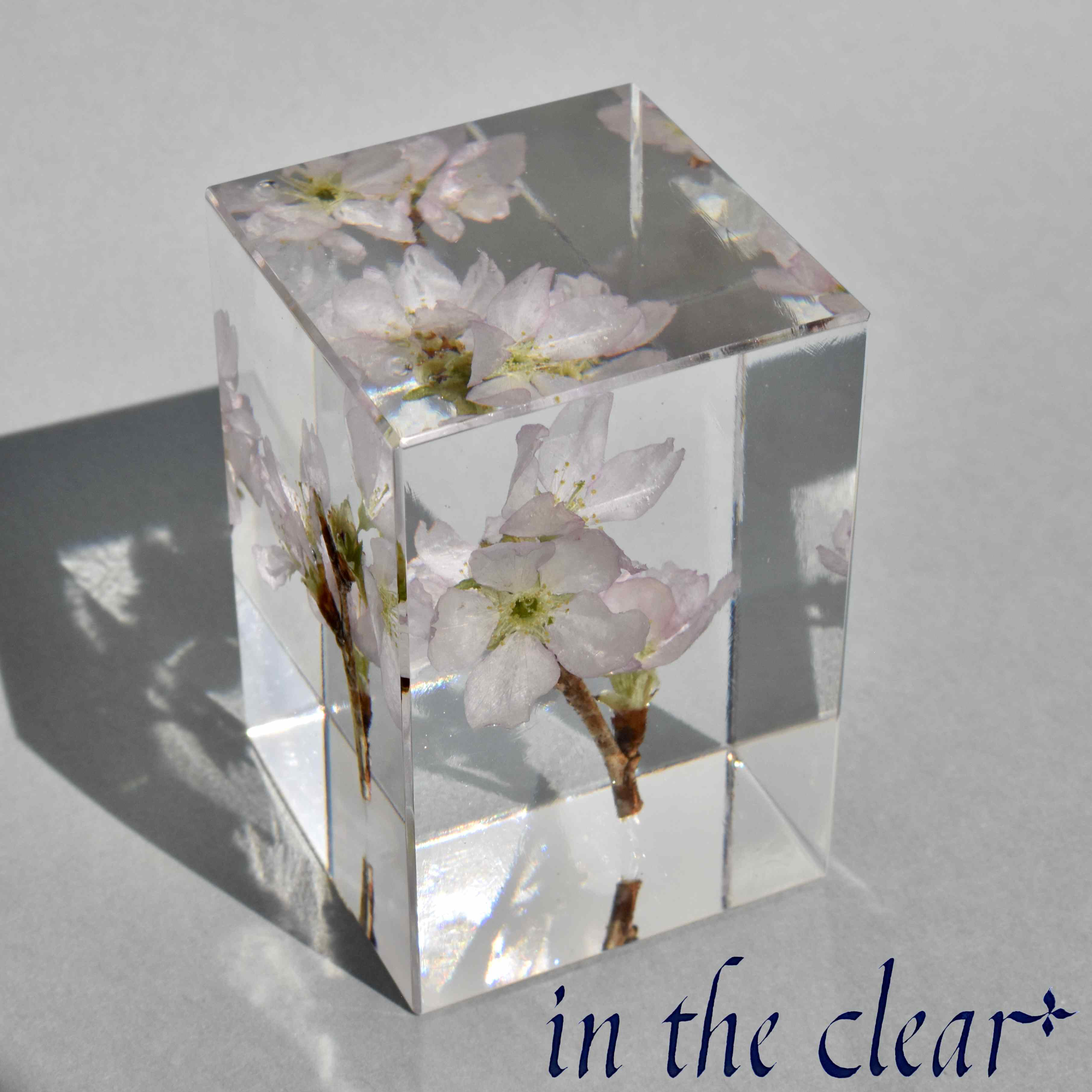 植物標本　啓翁桜　ピンク　４センチ角柱