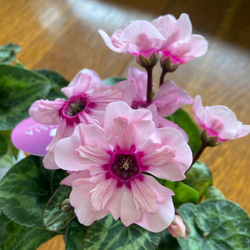 最新シクラメン『イリュージア』3.5号鉢 アートフラワー 茶々ガーデン