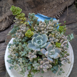 青（ブルー） 多肉植物 のおすすめ人気通販｜Creema(クリーマ