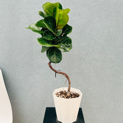 ［現品］【希少】2番　サイカス　タイシルバー　実生　蘇轍　レア　6年株　珍しい 現品］【希少】2番 サイカス タイシルバー 実生 蘇轍 観葉植物