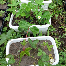 天然マリーゴールドの花種、大量1万粒、お花畑パック＋季節の種セット