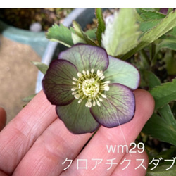 クリスマスローズ原種デュメトラムダブル その他インテリア雑貨 植花夢