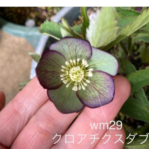 クリスマスローズ原種クロアチクス 【公式通販】