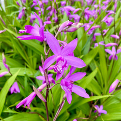 どんぐり（クヌギ・コナラ） その他素材 金木犀ドライフラワー増量中