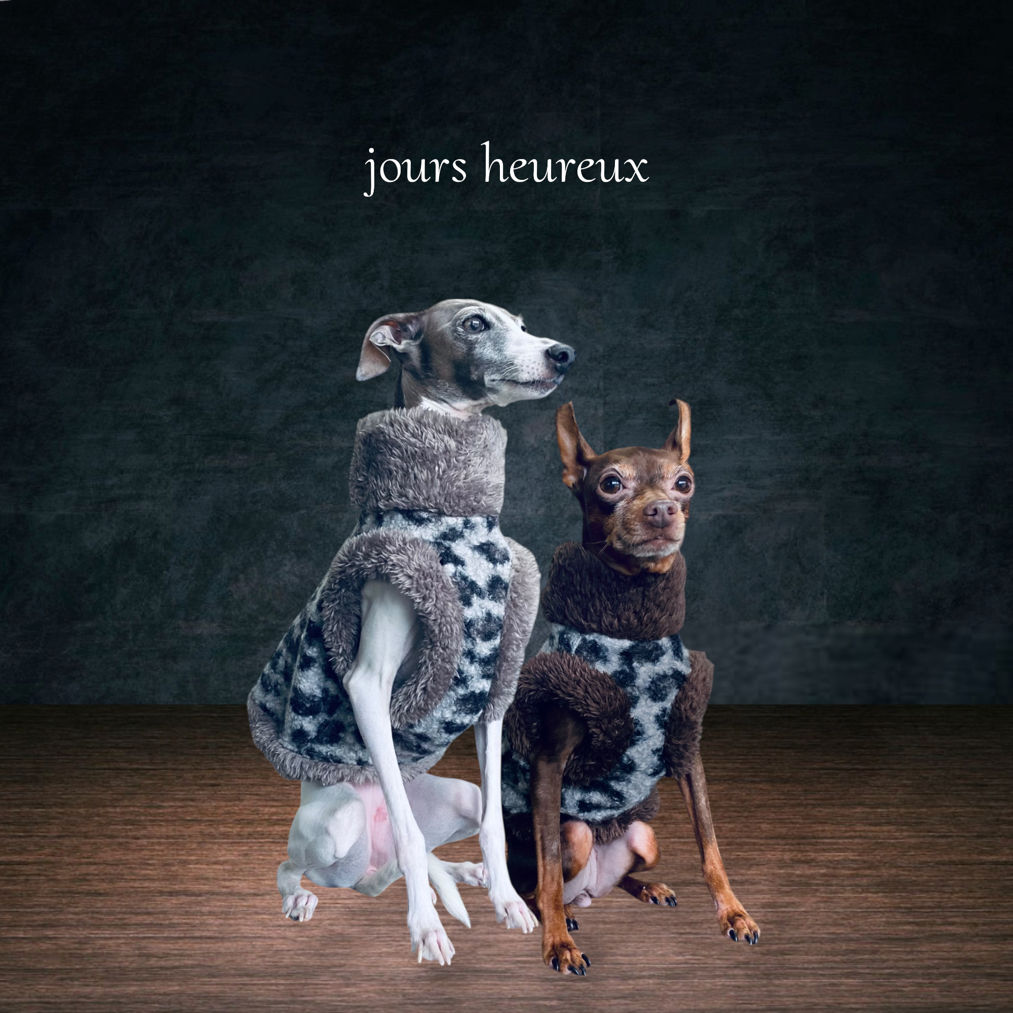 再販2回目！【イタグレ トイマン】ブークレオパ ファーベスト