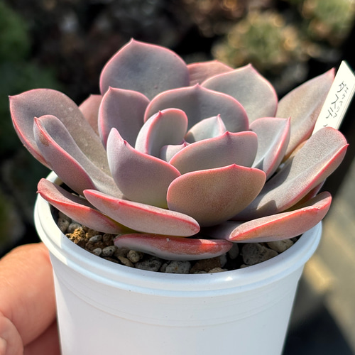 人気品種！【現品】 ☆ダスティーローズ 多肉植物 自家繁殖 国産 多肉
