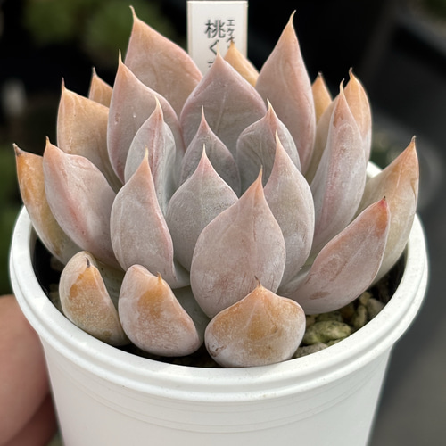 【7.モモマル＊多肉植物販売会】 ▷▷▷【プチ・ボヌール〜多肉植物】@petit_bonheur1024 ＜クラフト