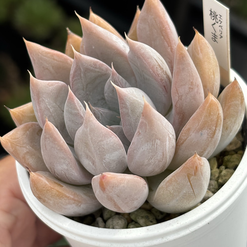 レア品種！【現品】 ☆桃くま 多肉植物 自家繁殖 国産 多肉植物 美