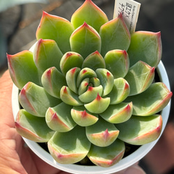 人気原種！☆シムランスラグナサンチェス 実生 多肉植物 ケーレス実生