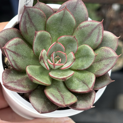 超人気レア品種！☆そわそわ 多肉植物 自家栽培 国産 多肉植物 美