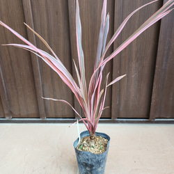 パールアカシア　スクエア型テラコッタ鉢植え　オージープランツ　ミモザ　苗 1ab2113d768bb9d266d9245ac95412