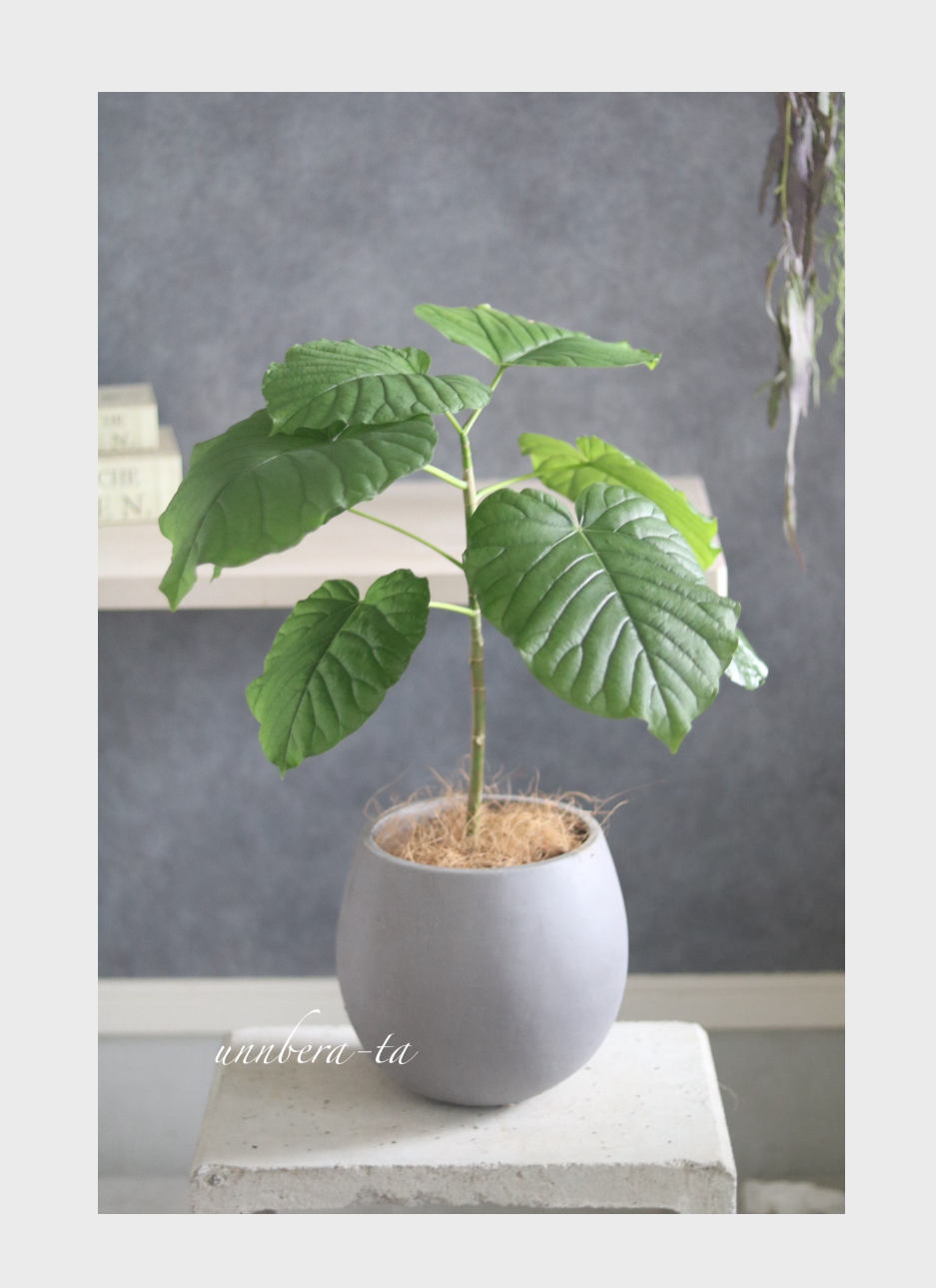 数量限定★育てる楽しみ★おしゃれウンベラータ❁⃘*.ﾟ観葉植物