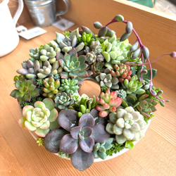 送料込み 送料無料 多肉植物 ブルームーン 抜き苗 センペルビウム 多肉