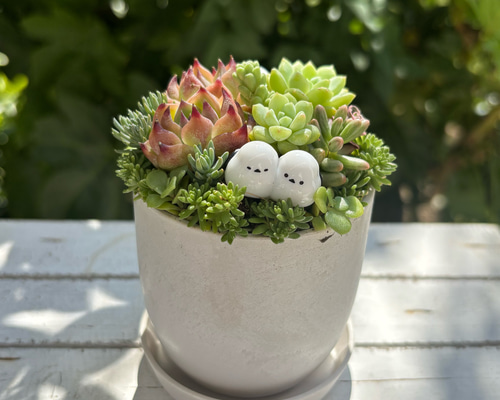 多肉植物寄せ植え 鉢と鉢皿セット シマエナガのファミリー ストーン風