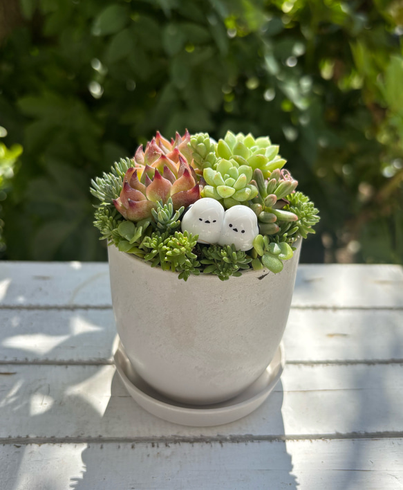 多肉植物寄せ植え 鉢と鉢皿セット シマエナガのファミリー ストーン風