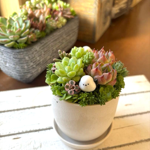 多肉植物寄せ植え 鉢と鉢皿セット シマエナガのファミリー ストーン風