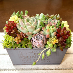 センペルビウム　レッドデルタ センペルビブム 'レッド デルタ' : にじはなPlants - 通販