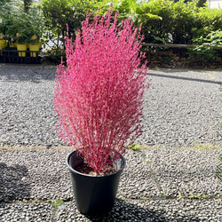 ボリュームあり♡ ツル長め♪ サボテン リプサリス プニセオ