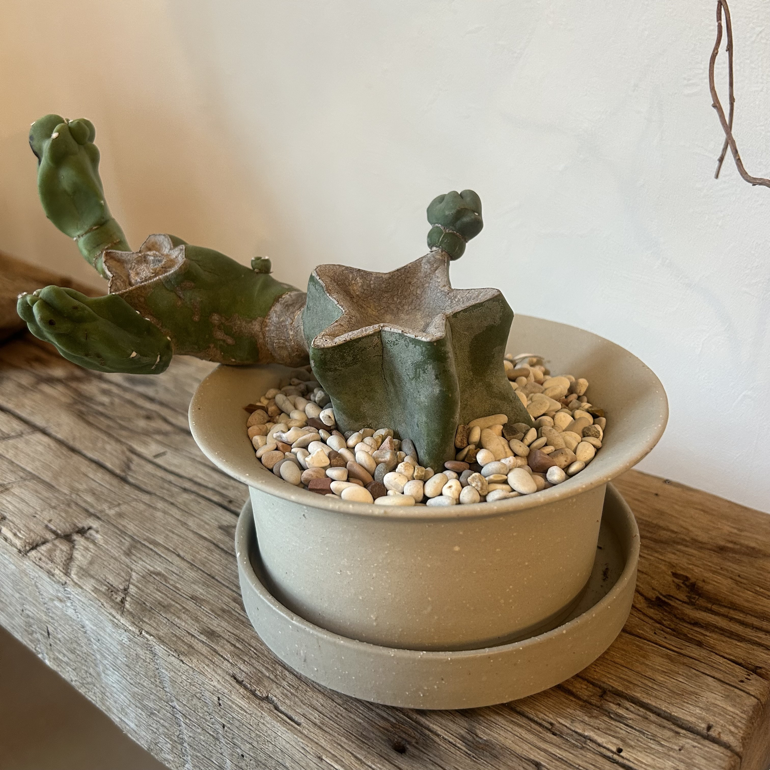 ⭐︎⭐︎棘なし⭐︎柱サボテンブランチ鉢•鉢皿付き