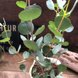 希少種ホヤ パキクラダ アルボ＊斑入り＊観葉植物＊レア品種＊ アート