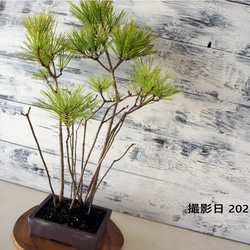 盆栽 『真柏』 松 和風 インテリア 園芸 ガーデニング おしゃれ 雑貨