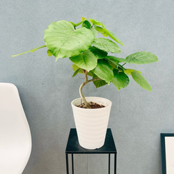 現品］【希少】2番 エピプレムヌム ピナツム セブブルー 8号 観葉植物