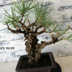 盆栽 『ザクロ』 和風 インテリア 花 苔 実 園芸 ガーデニング 観葉