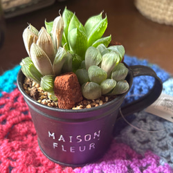 花月夜 エケベリア 抜き苗 多肉植物 その他インテリア雑貨 galleryk's