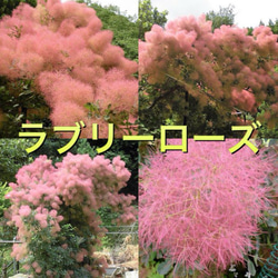 スモークツリー　ラブリーローズ　10号　1 b119a33507ffd34ffec455f9229572